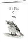 Thinking Of You, General, Small Bird Pencil Drawing, Elegant card