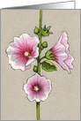 Pink Hollyhocks, Flowers, General, Blank Inside, Floral Drawing card