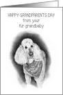 Happy Grandparents Day From Fur Grandbaby Dog Poodle Bandanna card