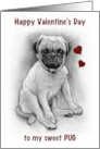 Happy Valentine’s Day to My Pug with Drawing of Dog and Red Hearts card