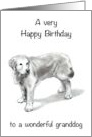 Happy Birthday to To Wonderful Granddog With Retriever Drawing card