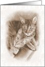 Any Occasion Blank Inside Two Bengal Kittens Cats Pencil Drawing card