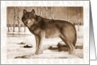 Any Occasion Blank Inside With Sepia Painting of Grey Wolf Wildlife card