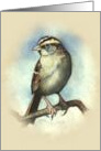 Any Occasion Blank Inside White Throated Sparrow Bird Wildlife Art card