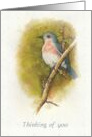 Thinking of You General with Watercolor Painting of Bird Wildlife Art card