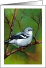 Any Occasion Blank Inside with Painting of Cerulean Warbler Bird card