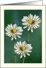 Any Occasion Blank Inside with Three Daisies Floral Art Flowers card