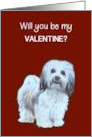 General Valentine’s Day Will You Be Mine with Cute Havanese Puppy card