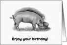 General Happy Birthday Humor Hog the Limelight with Drawing of Pig card