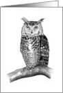 Any Occasion Blank Inside Owl Perched on Branch Pencil Drawing card