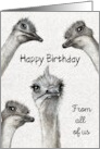 Happy Birthday From All of Us with Ostriches Illustration Humor card
