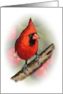 All Occasion With Artwork of Red Cardinal Bird Wildlife Illustration card