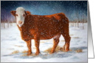 Any Occasion Painting of Red Beef Cow in Snow Blank Inside Farm Scene card