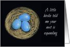 Nest Expanding: Pregnancy Congratulations: Blue Eggs In Nest card