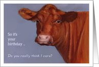 Beef Cow: General Birthday, Humorous: Original Painting, Hereford card