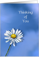 Thinking of You, General, Single Daisy on Blue Background, Art card