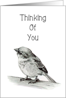 Thinking Of You, General, Small Bird Pencil Drawing, Elegant card