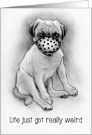 Coronavirus, Pug Dog...