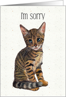 I’m Sorry, General Apology with Cute Kitten Art, Please Forgive Me card