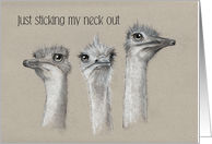 Hi Hello Just Sticking My Neck Out To Check On You, Ostriches card