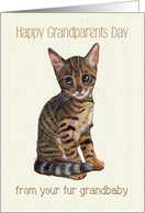 Happy Grandparents Day From Fur Grandbaby Kitten, Cat Illustration card