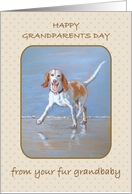 Happy Grandparents Day From Fur Grandbaby Dog, Happy Doggie card