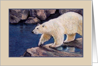 Any Occasion Blank Inside, Polar Bear Color Pencil Artwork, Wildlife card