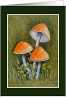 Any Occasion Blank Inside Botanical Drawing of Orange Mushrooms card