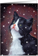 Any Occasion Blank Inside Black and White Kitten Looking At Snow card