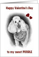Happy Valentine’s Day to My Poodle with Drawing of Dog with Bandana card