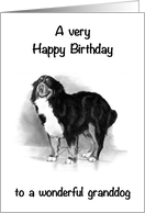 Happy Birthday to To Wonderful Granddog Bernese Mountain Dog card