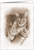 Any Occasion Blank Inside Two Bengal Kittens Cats Pencil Drawing card