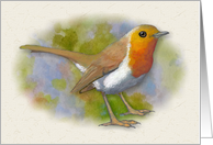 Any Occasion Blank Inside with Artwork of Robin Bird Springtime card
