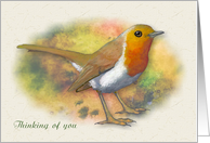 Thinking of You General with English Robin Wildlife Bird Art card