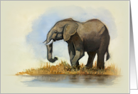 Any Occasion Blank Inside with Painting of Lone Elephant card