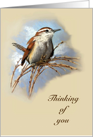 Thinking of You General With Pastel Drawing of Wren Bird Wildlife Art card