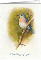 Thinking of You General with Watercolor Painting of Bird Wildlife Art card