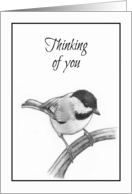 General Thinking of You With Pencil Drawing of Chickadee Bird card
