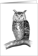 Any Occasion Blank Inside Owl Perched on Branch Pencil Drawing card