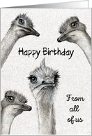 Happy Birthday From All of Us with Ostriches Illustration Humor card