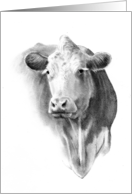 Cow Portrait in Pencil Blank Inside Farm Animal Country Life card