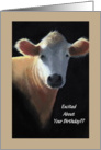 Placid Cow: Excited About Your Birthday? Humor: Art card