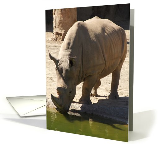 Rhino hRino! card (179023)