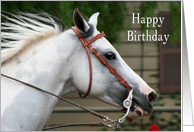Fred the Paint horse birthday card