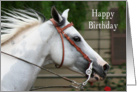 Fred the Paint horse birthday card