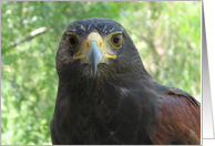 Harris hawk front head view card