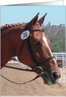 horse head with english bridle card