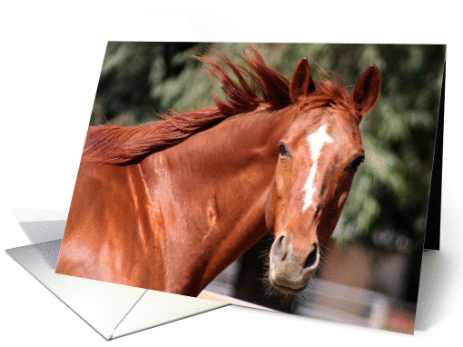 horse head shoulder photo card (202140)