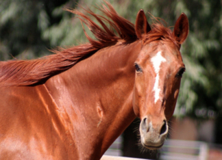 horse head shoulder...