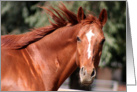 horse head shoulder photo card